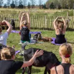 Suffolk, UK September 15 2019: A goat yoga session held in the paddock of a farm on a warm and sunny summers morning